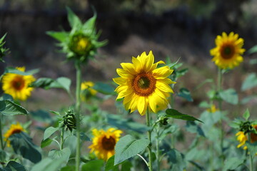 sunflowers in the field,Beautiful sunflowers in the field natural background