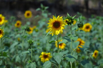 Obraz premium field of sunflowers,sunflowers in a field at summer