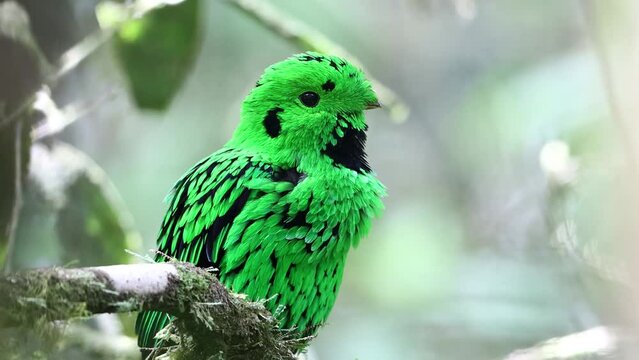 Nature wildlife Whitehead's Broadbill bird endemic of Borneo perching on a branch