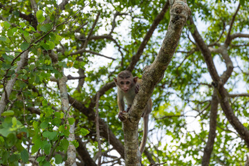Baby macaque monkey sitting in tree at the Dambulla Temple in the Central Province of Sri Lanka