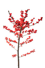 A branch of ilex red with berries on a white background