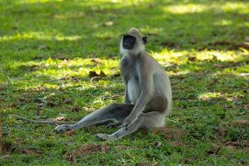 Gray langurs (old world monkey) in the gardens off the Sigiriya rock fortress in the Central Province of Sri Lanka