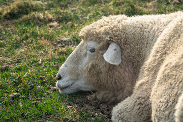 View of the sleeping sheep in the pasture