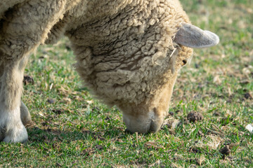 View of the grazing sheep in the pasture