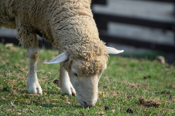 View of the grazing sheep in the pasture