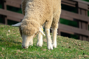 View of the grazing sheep in the pasture
