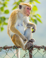 Macaque monkey (old work monkey) seen grooming at the top of the Sigiriya rock fortress in the Central Province of Sri Lanka