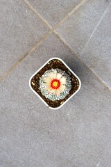 Cactus in small pot with blooming flower. Astrophytum asterias or Super Kabuto.