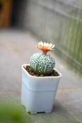 Cactus in small pot with blooming flower. Astrophytum asterias or Super Kabuto.