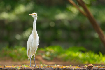 Close up shot of a white egret water bird seen in the gardens of the Sigiriya rock fortress in the Central Province of Sri Lanka