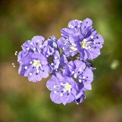 Flowers in Spring
