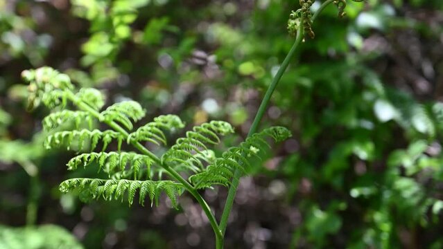 Bright green fern in gentle breeze against bocca background in bright sunlight