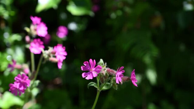 Bright pink wild flower in gentle breeze against bocca background in bright sunlight