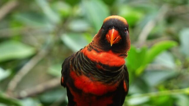 Close up shot of a happy and chatty dusky lory, pseudeos fuscata perched on tree branch, flapping its wings and calling amidst in the forest environment, spread its wings and fly away.