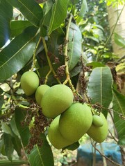 green mangoes on a tree