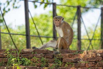 Macaque monkeys (old work monkey) seen at the top of the Sigiriya rock fortress in the Central Province of Sri Lanka