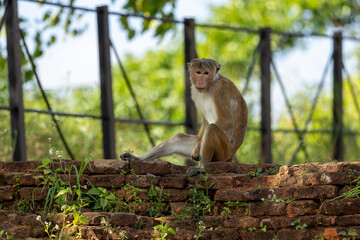 Macaque monkeys (old work monkey) seen at the top of the Sigiriya rock fortress in the Central Province of Sri Lanka