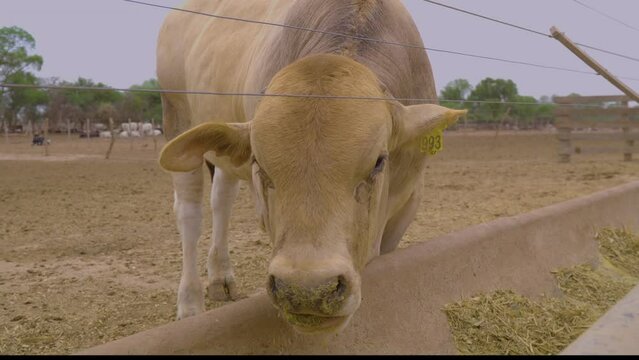 a Brahman cow eating. Cattle supplementary feeding. Chaco Paraguay.