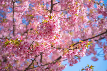 河津桜　020