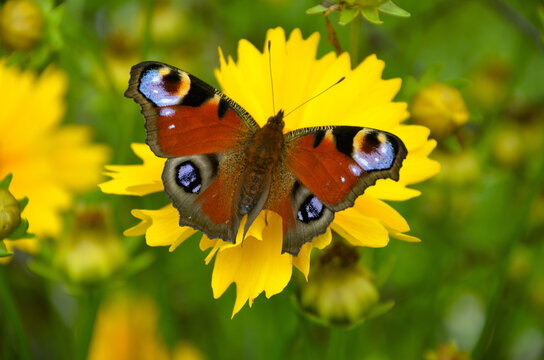 Motyl na żółtym kwiatku 