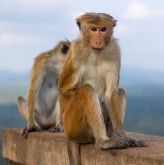 Macaque monkeys (old work monkey) seen at the top of the Sigiriya rock fortress in the Central Province of Sri Lanka