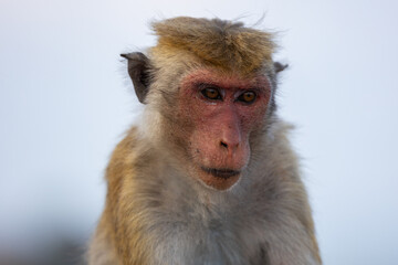 Close up face of a macaque monkeys (old work monkey) seen at the top of the Sigiriya rock fortress in the Central Province of Sri Lanka