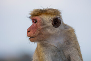 Close up face of a macaque monkeys (old work monkey) seen at the top of the Sigiriya rock fortress in the Central Province of Sri Lanka