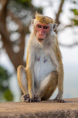 Macaque monkeys (old work monkey) seen at the top of the Sigiriya rock fortress in the Central Province of Sri Lanka