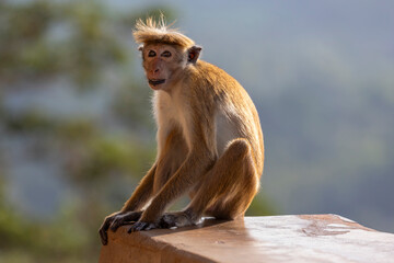 Macaque monkeys (old work monkey) seen at the top of the Sigiriya rock fortress in the Central Province of Sri Lanka