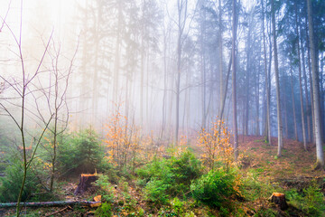 Obraz premium A serene image capturing the ethereal beauty of sun rays piercing through the mist in a dense forest