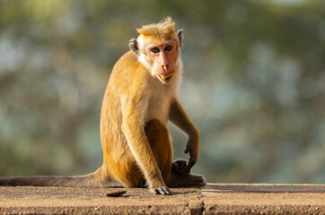 Macaque monkeys (old work monkey) seen at the top of the Sigiriya rock fortress in the Central Province of Sri Lanka