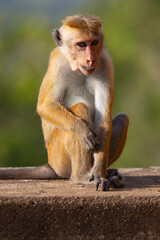 Macaque monkeys (old work monkey) seen at the top of the Sigiriya rock fortress in the Central Province of Sri Lanka