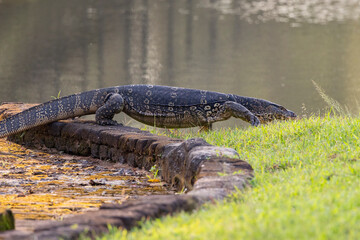 Large water monitor lizard seen in the gardens of Sigiriya in the Central Province of Sri Lanka