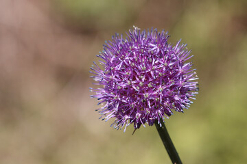Flowering wild onion plant.