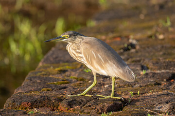 Indian Pond Heron in water preying on food in natural native habitat, Sigiriya, Sri Lanka