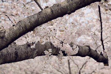 Cherry blossoms festival in South Korea
