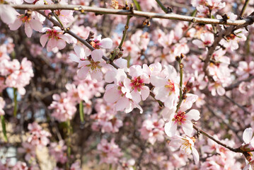 Floral spring background from flowers and branches of almonds in peach fuzz tones and pink.Gift card