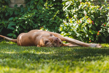 Viszla breed dog lying on the grass, resting, looks at the camera
