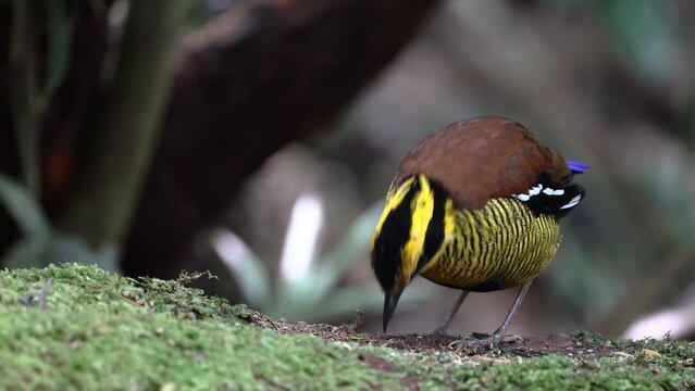 Nature wildlife footage of Borneo banded pitta (Hydrornis schwaneri) It is found only in Borneo