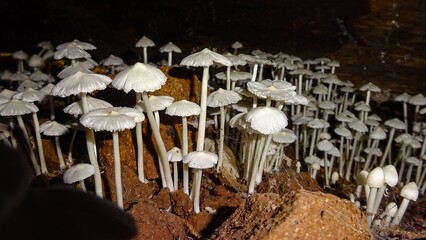 Close-up of mushrooms on the forest
