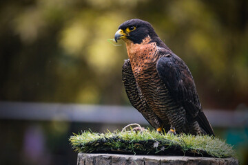 Peregrine Falcon Flaps the Wings