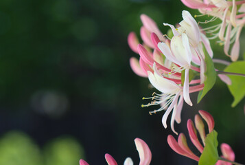 Climbing shrub, type species of the genus Honeysuckle, family Honeysuckle.