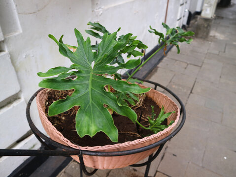 pothos plant food Pokon Green Plants Food – Liquid Nutrient Boost for Foliage