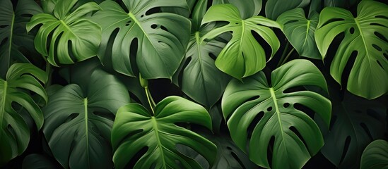 Monstera adansonii also known as the widow s perch plant is a type of flowering plant from the Araceae family found in South and Central America - obrazy, fototapety, plakaty