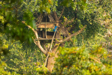 Tree house in the Dambulla region of Central Province, Sri Lanka