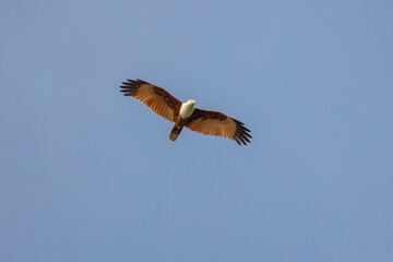 Brahminy kite bird of prey (red backed sea-eagle) seen in flight in the Dambulla region of the Central Province of Sri Lanka