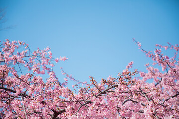 青空と桜