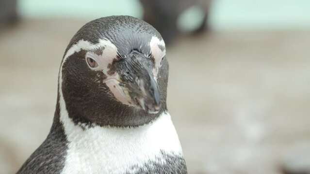 extreme close up shot of penguin in a zoo - real time 50fps