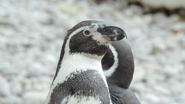 Close Up of penguins on a rocky beach - Real Time.