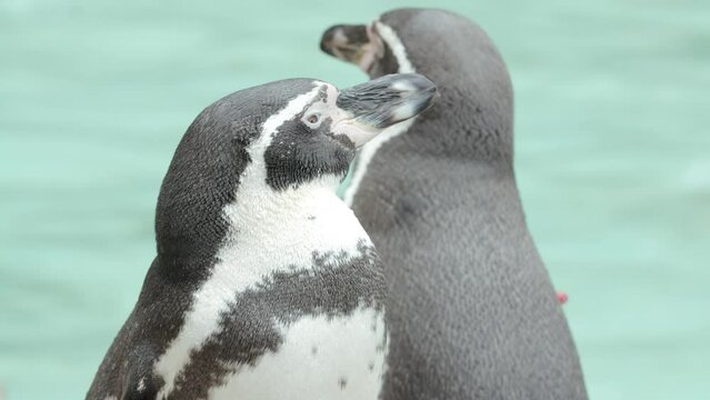 Closeup slow motion shot of penguin at the zoo.